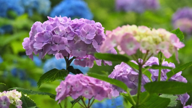 船岡城址公園の紫陽花