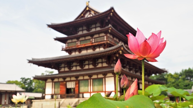 薬師寺の蓮