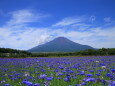 夏の富士山にヤグルマギク