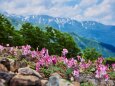 高山の女王