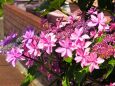 魚津市の紫陽花
