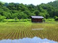 夏の里山