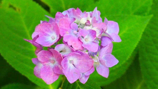 魚津市の紫陽花