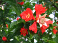 RndList[3]