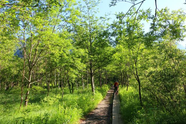夏の上高地の森