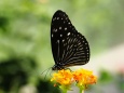 多摩動物公園の蝶