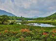 レンゲツツジ咲く覚満淵