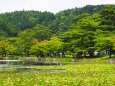 初夏の南湖公園