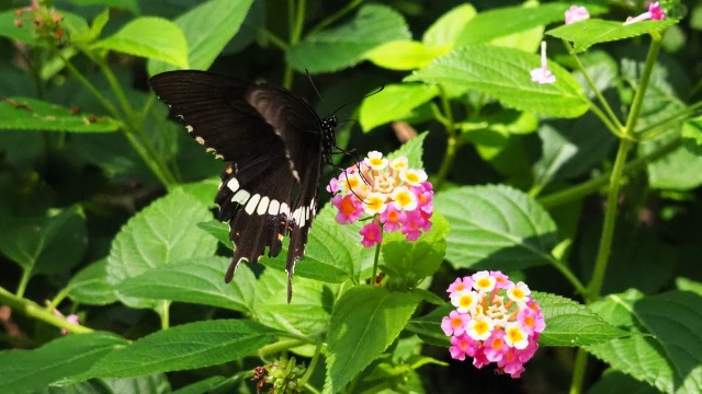 多摩動物公園の蝶