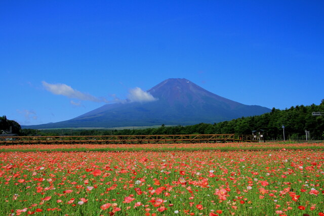 ポピーのお花畑