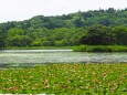 初夏の南湖公園