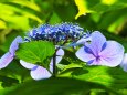 高幡不動尊の紫陽花