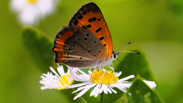 南湖公園の蝶