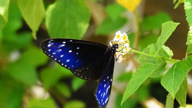 多摩動物公園の蝶