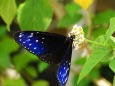 多摩動物公園の蝶