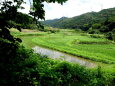 山間部の棚田