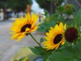 葛西臨海公園のひまわり