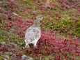 船越ノ頭の雌雷鳥2