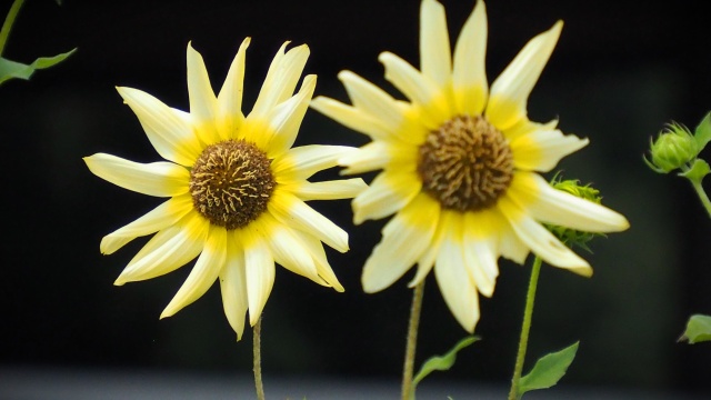 葛西臨海公園のひまわり