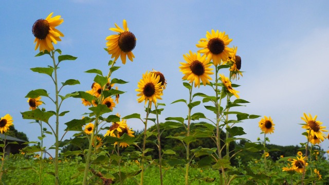葛西臨海公園のひまわり