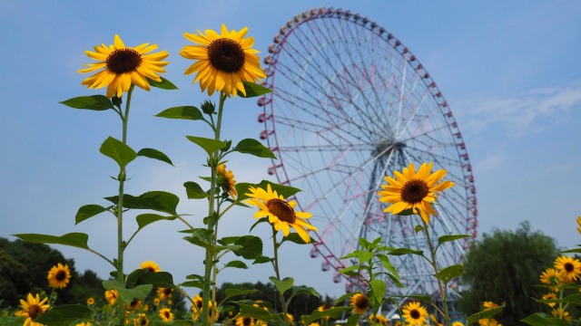 葛西臨海公園のひまわり