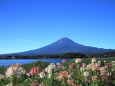 クレオメ&富士山
