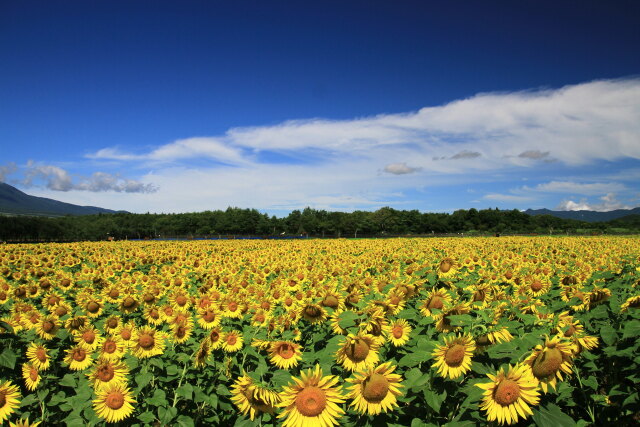 一面のひまわり畑