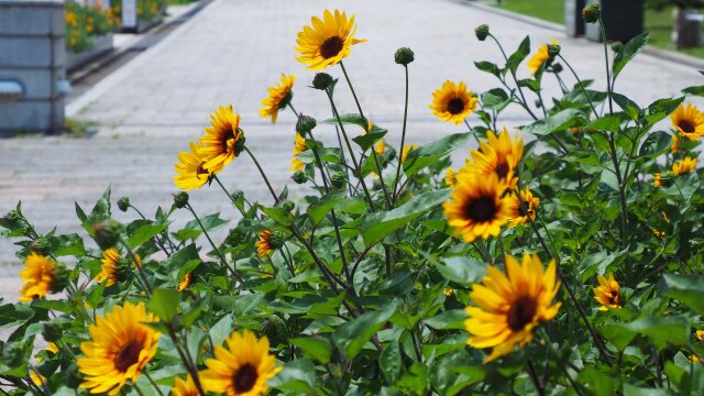 葛西臨海公園のひまわり