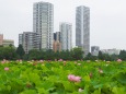 上野恩賜公園不忍池のハス