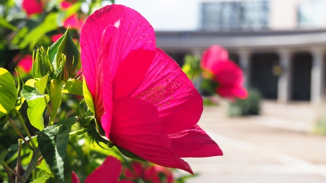富山県中央植物園のムクゲ