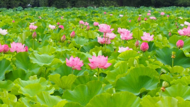 上野恩賜公園不忍池のハス