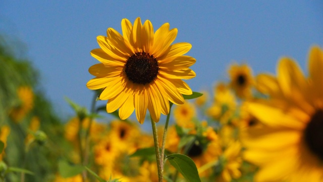 昭和記念公園のひまわり