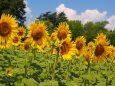 昭和記念公園のひまわり