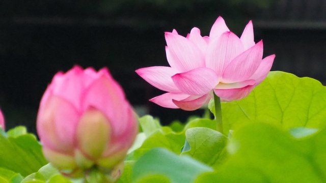 上野恩賜公園不忍池のハス