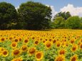 昭和記念公園のひまわり