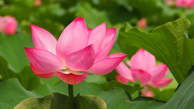 上野恩賜公園不忍池のハス