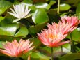 富山県中央植物園のスイレン