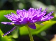 富山県中央植物園のスイレン