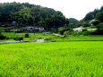 稲の穂が垂れてきた山村