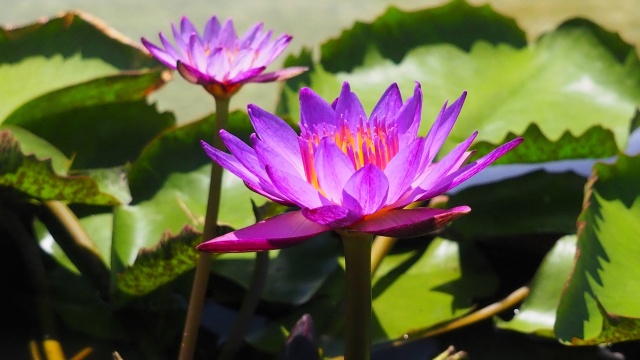 富山県中央植物園のスイレン