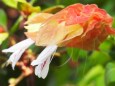 富山県中央植物園のコエビソウ