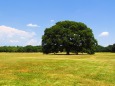 夏の昭和記念公園