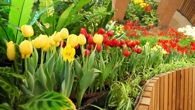 四季彩館のチューリップ