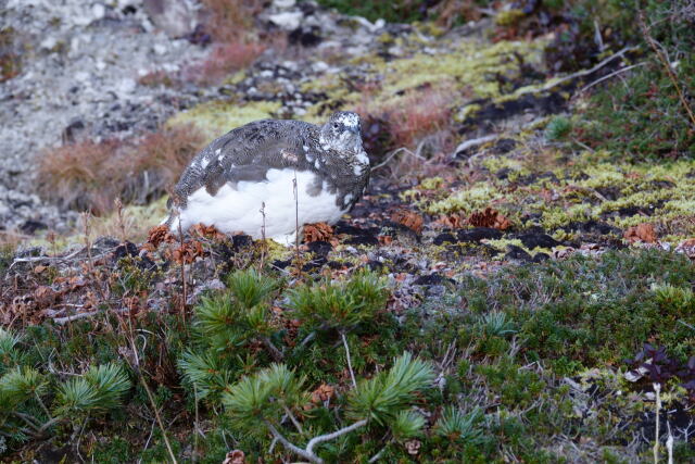 弓折岳の雄雷鳥6