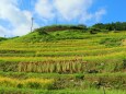 稲刈りの千枚田