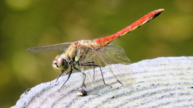 宇奈月温泉のトンボ