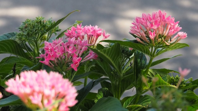 砺波のペンタス