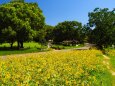 昭和記念公園のひまわり