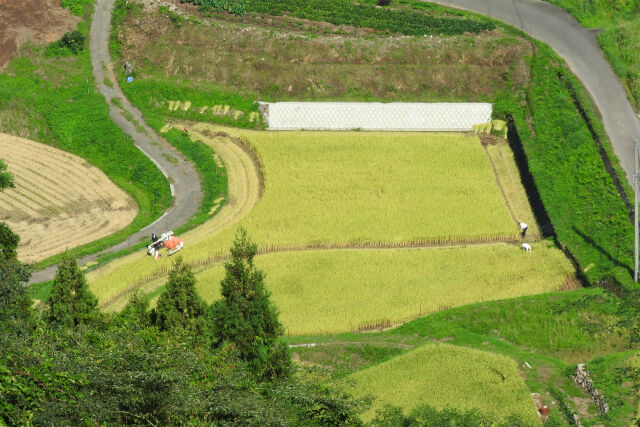 山里の稲刈り始まる