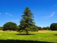 夏の昭和記念公園